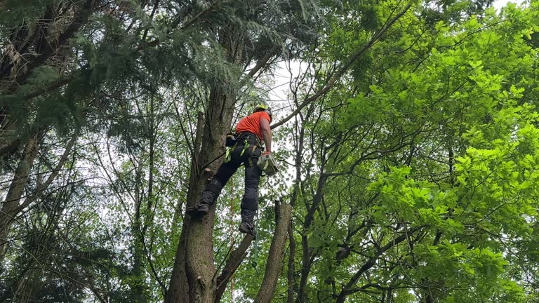 Professional Tree Removal and Landscaping Services in Coats, NC